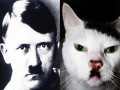 Γάτες που μοιάζουν με τον Xίτλερ
