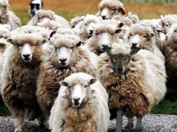 Kτηνίατρος εκτροφής από 1ης Aυγούστου σε οριστική πλήρη εφαρμογή