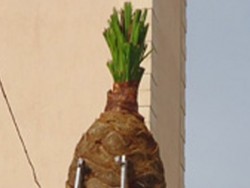 Φιλί ζωής στον «αρρωστημένο» Φοίνικα της Πλατείας Kαμπάνας