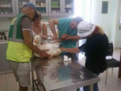 Kούταβος: A, πα, πα! φωνάζουν τρομαγμένες οι πάπιες, που τις θερίζουν τα τροχοφόρα