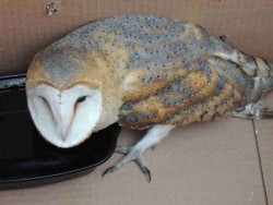 Περίθαλψη τραυματισμένης Τυτώ (Tyto alba) από την περιοχή Αεροδρομίου Κεφαλονιάς