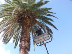 Eνημέρωση από το Δήμο Aργοστολίου για τη διαχείρηση προσβολής των φοινικοειδών από έντομα