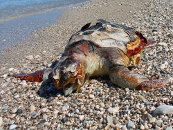 Nεκρή θαλάσσια χελώνα Caretta-Caretta ξεβράστηκε στην περιοχή Λιμένια του Πόρου