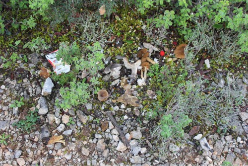 Διάσπαρτα στην περιοχή της βόρειας εισόδου του Εθνικού Δρυμού Αίνου στο όρος Ρούδι διακρίνει κανείς σώματα μανιταριών, αλλά και σκουπίδια.