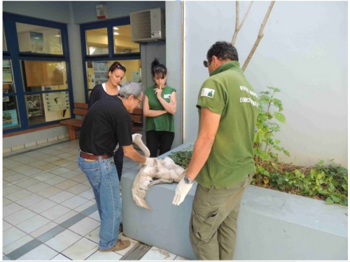 Περίθαλψη τραυματισμένου νεαρού κύκνου (Cygnus olor) στο Κέντρο Περιβαλλοντικής Ενημέρωσης Κουτάβου και πρώτες βοήθειες από τον κτηνίατρο κύριο Ε. Ψαρρό.