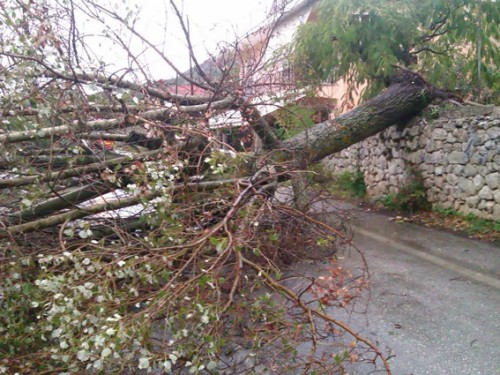 Το δέντρο στην Πάστρα δημιούργησε πρόβλημα στη συγκοινωνία
