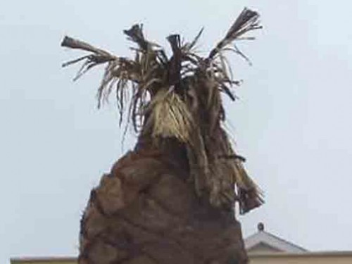 O φοίνικας της Πλατείας Καμπάνας αφού προσβλήθηκε από το σκαθάρι