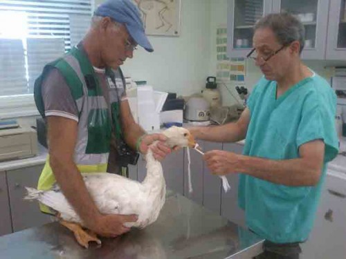 Από την επιχείρηση διάσωσης πτηνών του Κουτάβουjavascript:void(0);