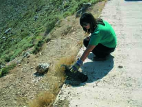 Περίθαλψη τραυματισμένου Διπλοσάινου (Accipiter gentilis) στη περιοχή των Αργινίων.